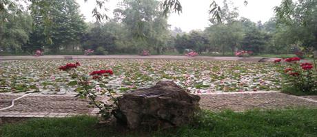 世俱杯(中国)公司莲花池