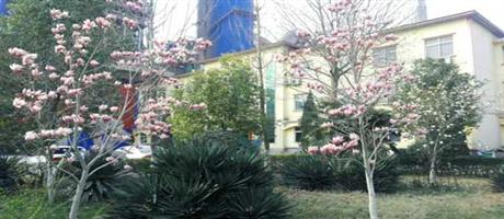 世俱杯(中国)春景（一）