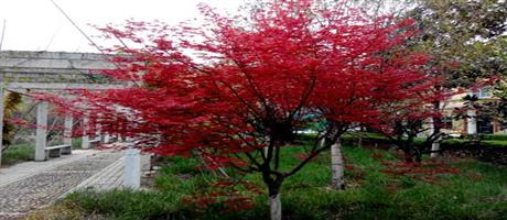 世俱杯(中国)春景（七）