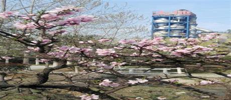 世俱杯(中国)春景（十一）