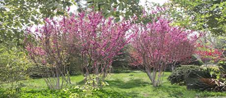 世俱杯(中国)春色（四）