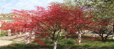 世俱杯(中国)春色（五）